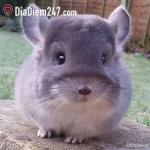 Qu&aacute;n ch&egrave; Kh&ocirc;i Xoan