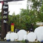 Bon Sai Cối Đ&aacute;