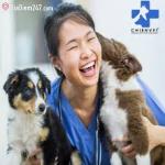 Phòng khám thú y Chien Vet PetCare